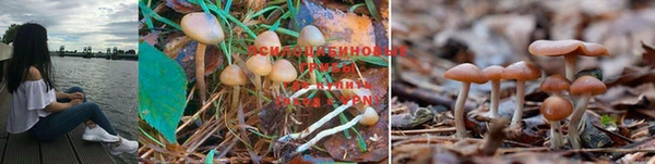 индика Богданович